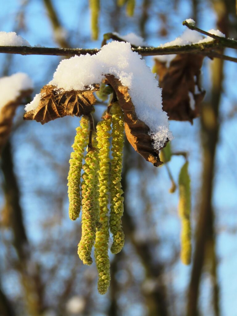 hazelnut, kitten, birch family, male flower, hazelnut bush, nature, winter, snow