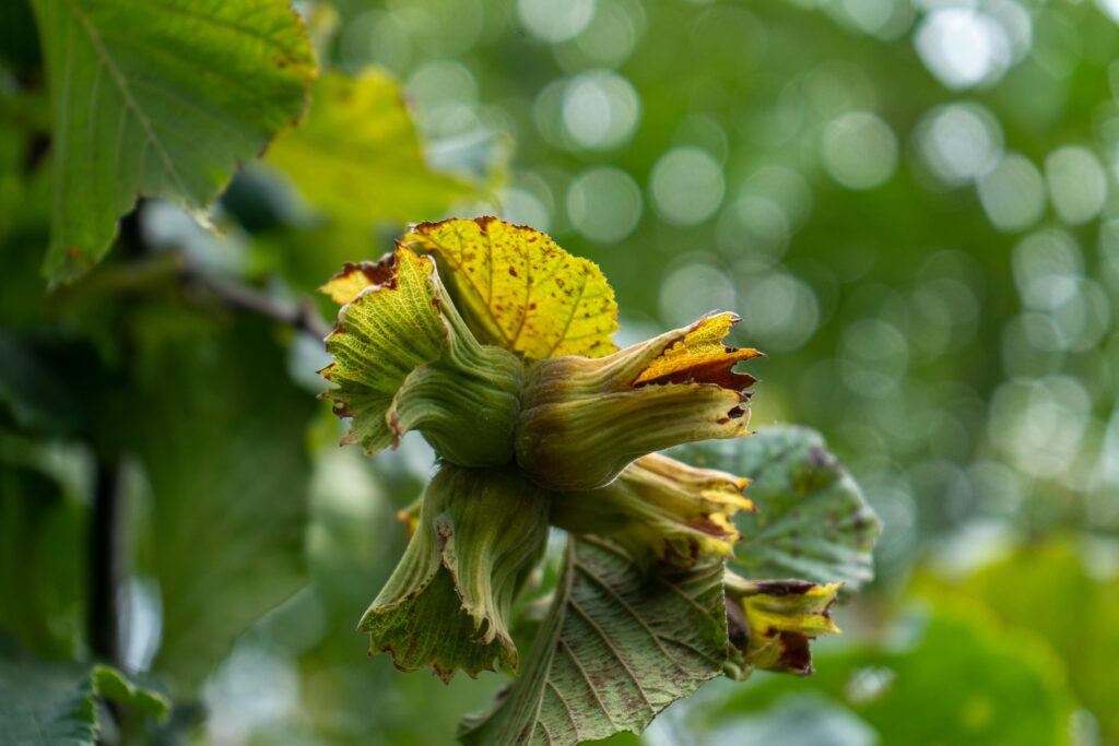 Macro shot of fresh hazelnuts on a branch with green leaves in Türkiye.
